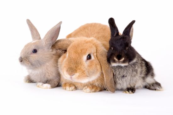 Name:  Rabbits-Three[1].jpg
Views: 207
Size:  23.7 KB
