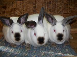 Name:  3 rabbits.jpeg
Views: 145
Size:  11.2 KB