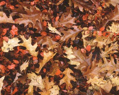 Name:  brown_oak_tree_leaves_fall.jpg
Views: 181
Size:  40.5 KB