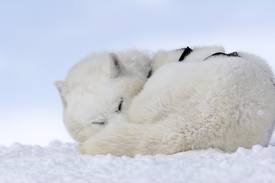 Name:  images (1).jpg
Views: 183
Size:  4.4 KB
