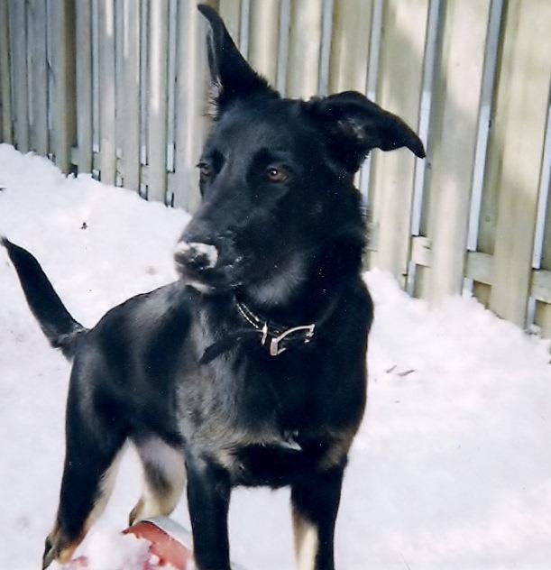 Name:  Maggie's First winter..jpg
Views: 199
Size:  42.6 KB