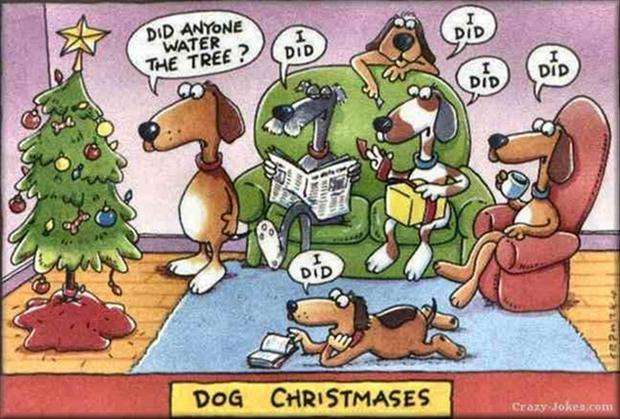 Name:  dog-waters-christmas-tree-funny-christmas-pictures.jpg
Views: 256
Size:  55.1 KB