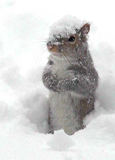 Name:  squirrel-snow-day.jpg
Views: 263
Size:  18.5 KB