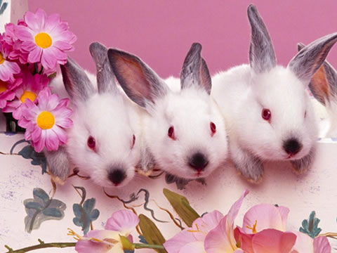 Name:  3-Easter-Bunny.jpg
Views: 375
Size:  37.6 KB
