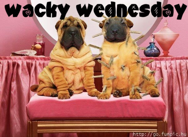 Name:  wacky_wednesday-8279.jpg
Views: 116
Size:  112.4 KB