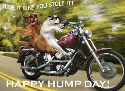 Name:  hump day dogs.jpg
Views: 154
Size:  28.3 KB