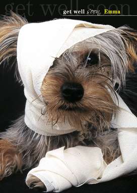 Name:  147a_greeting_card_get_well_soon_dog_bandages_272px.jpg
Views: 364
Size:  54.1 KB
