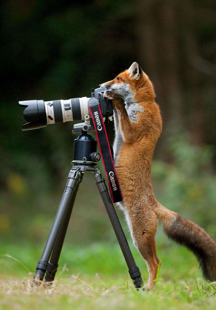 Name:  Fox with camera.jpg
Views: 392
Size:  119.0 KB