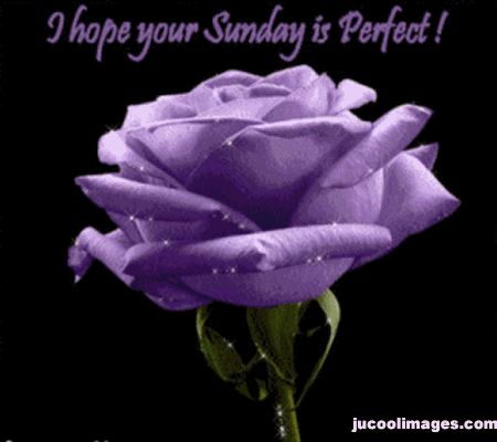 Name:  Your-sunday-is-perfect-like-rose.gif
Views: 207
Size:  165.6 KB