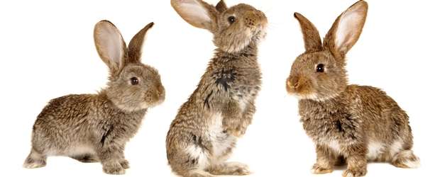 Name:  rabbits+3+in+row.jpg
Views: 394
Size:  18.4 KB