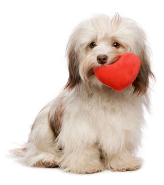 Name:  havanese-valentine-dog.jpg
Views: 723
Size:  44.9 KB