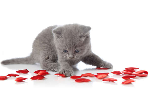 Name:  valentines-cats-cute-grey-fluffy-kitten.jpg
Views: 206
Size:  16.6 KB
