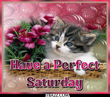 Name:  saturday comments have a perfect saturday cute kitten for facebook sharing.jpg
Views: 157
Size:  59.4 KB