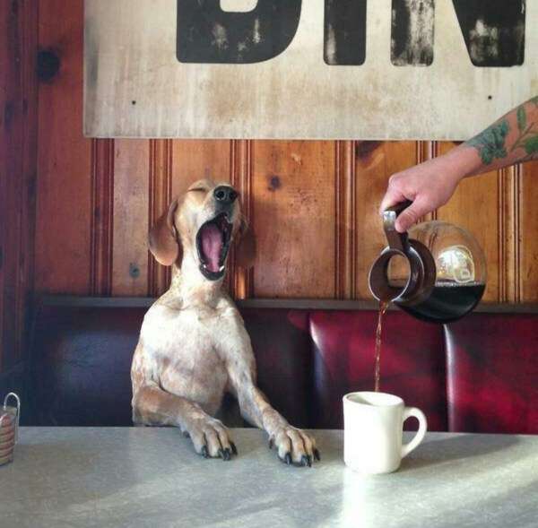 Name:  monday-morning-coffee-dog-pet-cute.jpg
Views: 148
Size:  34.0 KB