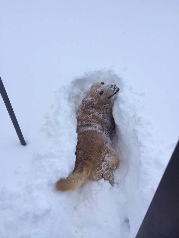 Name:  Snowdog.jpg
Views: 129
Size:  22.7 KB