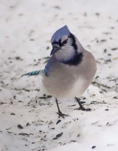 Name:  Snowy Blue Jay.jpg
Views: 379
Size:  48.0 KB