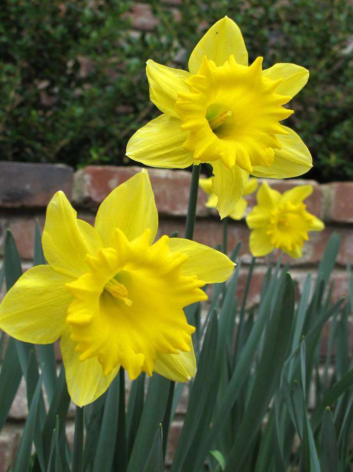 Name:  Lovely daffodils.jpg
Views: 116
Size:  59.3 KB