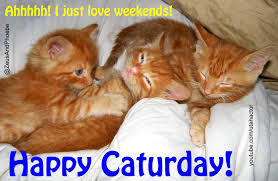 Name:  happy caturday.jpe
Views: 162
Size:  13.3 KB