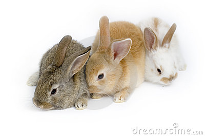Name:  three-sweet-baby-rabbits-3389352.jpg
Views: 120
Size:  18.9 KB