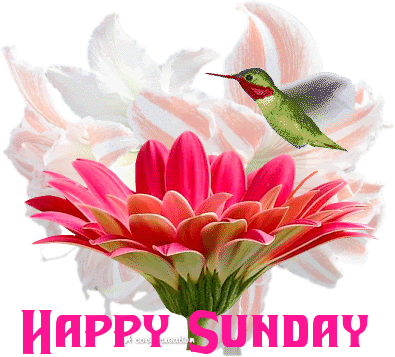 Name:  hummingbird'.gif
Views: 137
Size:  82.1 KB