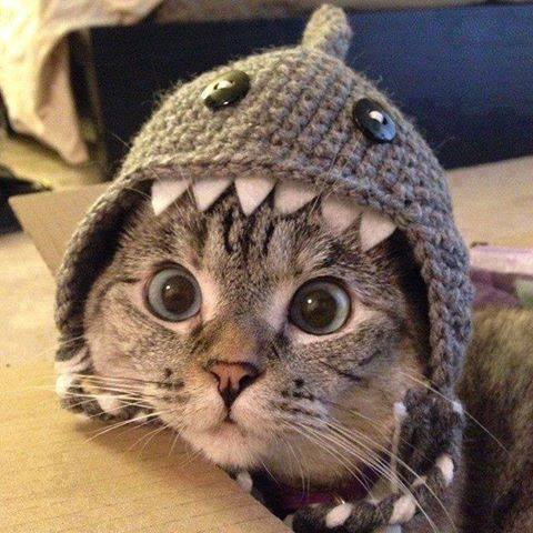 Name:  Crochet-Shark-Cat-Hat-Pattern-.jpg
Views: 139
Size:  45.7 KB