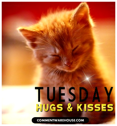 Name:  Cute-tuesday-cat.png
Views: 131
Size:  245.8 KB