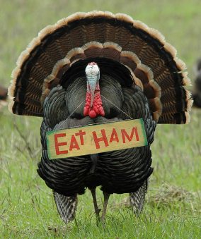 Name:  eat-ham-not-turkey.jpg
Views: 121
Size:  147.5 KB