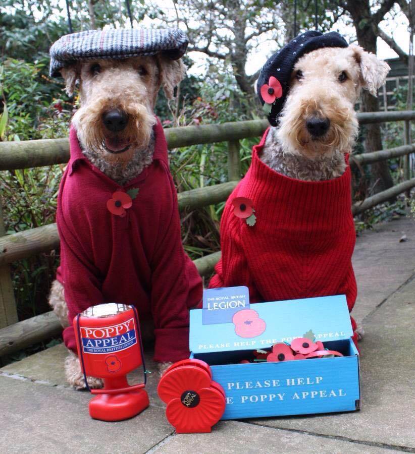 Name:  Poppy Appeal Dogs..jpg
Views: 126
Size:  115.0 KB