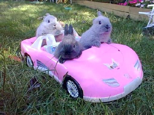 Name:  Baby+bunnies+in+toy+car.jpg
Views: 161
Size:  41.4 KB