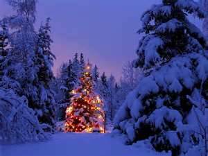 Name:  christmas_tree_forest_th-2.jpeg
Views: 503
Size:  11.7 KB