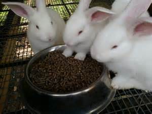 Name:  3 rabbits 10.jpeg
Views: 275
Size:  10.4 KB
