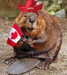 Name:  canada beaver.jpg
Views: 111
Size:  18.0 KB