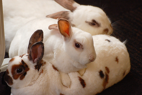 Name:  3-rabbits-carly-and-art-flickr.jpg
Views: 297
Size:  83.6 KB
