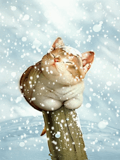Name:  Animated-snow-cute-cat.gif
Views: 2988
Size:  170.1 KB