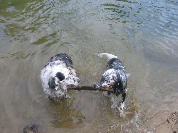 Name:  A stick for two.jpg
Views: 309
Size:  29.3 KB