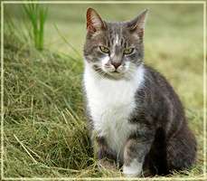 Name:  A Cat 3654 framed [Loyalty Q V3].jpg
Views: 188
Size:  17.6 KB