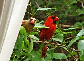 Name:  A Cardinals cu3673 [Loyalty Q V3].jpg
Views: 257
Size:  20.4 KB