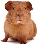 Name:  Guinea Pig.jpg
Views: 274
Size:  7.6 KB