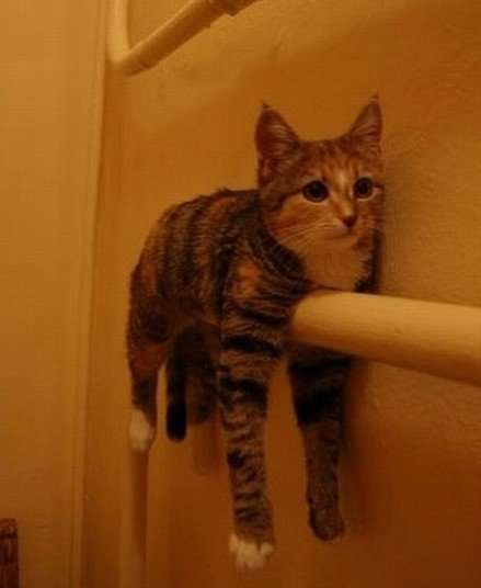 Name:  Railing Cat.jpg
Views: 178
Size:  12.0 KB