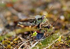 Name:  A Grasshopper 732 [320x200].jpg
Views: 171
Size:  19.2 KB