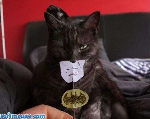 Name:  Batcat.jpg
Views: 239
Size:  22.8 KB