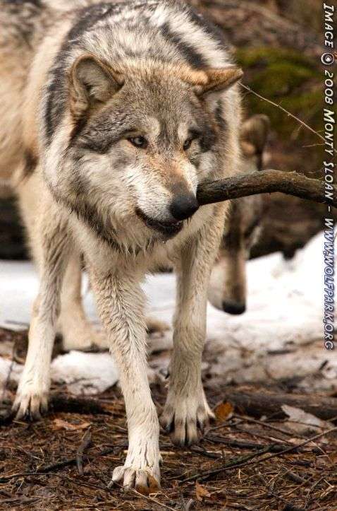Name:  Wolf With Stick.jpg
Views: 429
Size:  57.7 KB