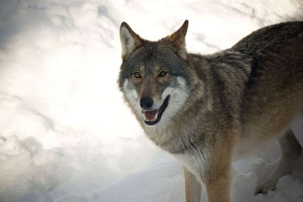 Name:  Happy Wolf.jpg
Views: 827
Size:  16.6 KB
