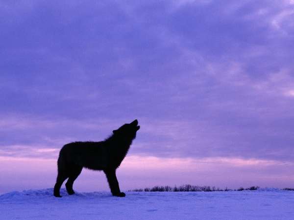 Name:  Twilight Wolf.jpg
Views: 483
Size:  12.2 KB
