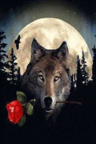 Name:  Wolf with Rose.gif
Views: 242
Size:  72.7 KB