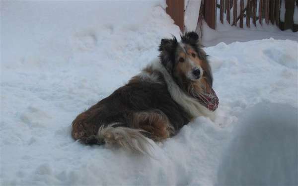 Name:  banditsnowbackground (Small).jpg
Views: 192
Size:  21.4 KB