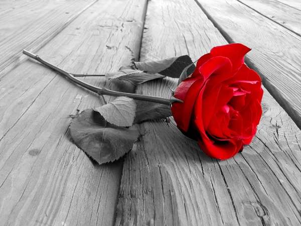 Name:  Red Rose.jpg
Views: 181
Size:  50.6 KB