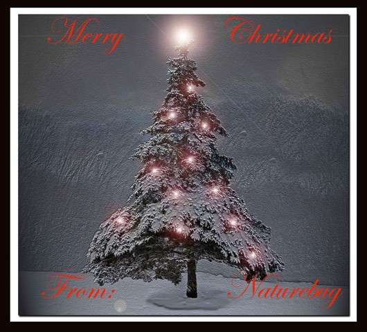 Name:  A Merry Xmas nb [640x480].jpg
Views: 112
Size:  45.2 KB