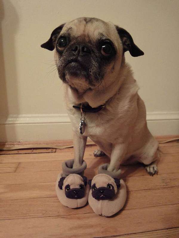 Name:  Pug.jpg
Views: 559
Size:  33.1 KB