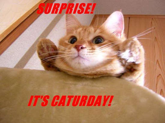 Name:  surprise-caturday.jpg
Views: 333
Size:  35.3 KB